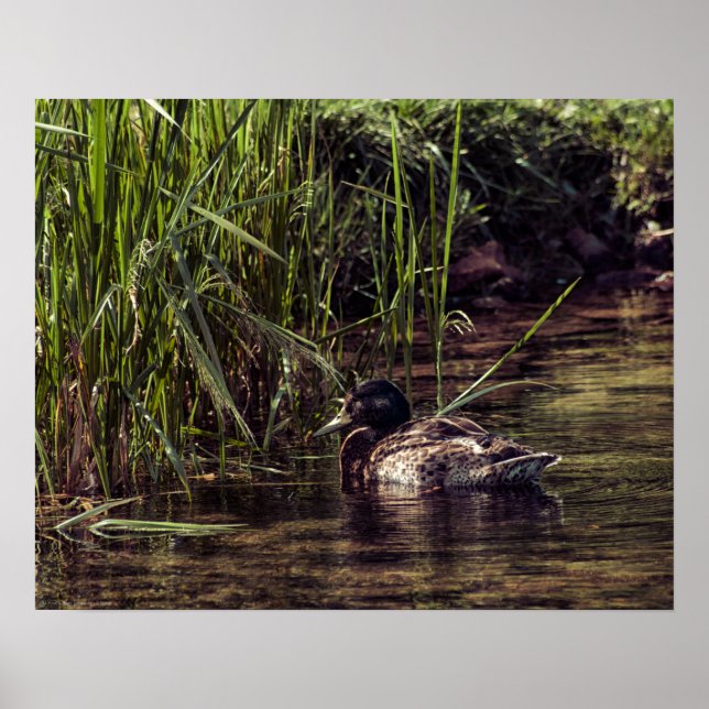 Affiche Au bord de l'étang (Devant)