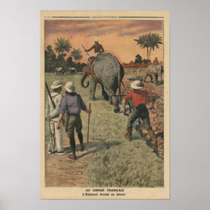 Affiche Au Congo français, l'éléphant s'est entraîné à lab