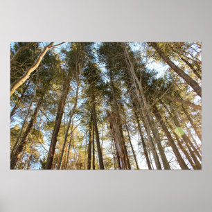 Affiche Au-dessus des arbres – Paysage naturel paisible