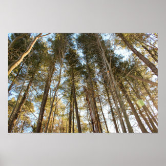Affiche Au-dessus des arbres – Paysage naturel paisible