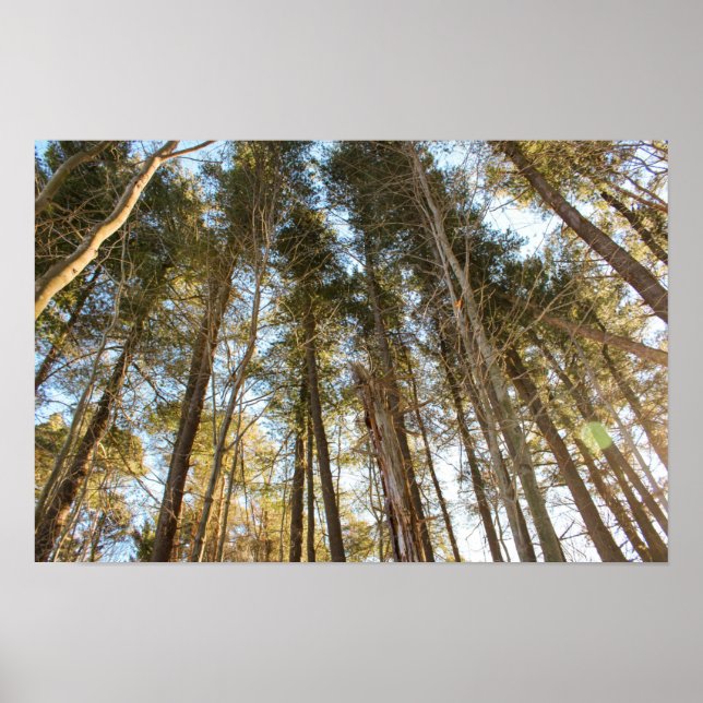Affiche Au-dessus des arbres – Paysage naturel paisible (Devant)