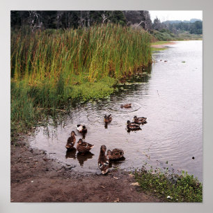 Affiche Au marais....