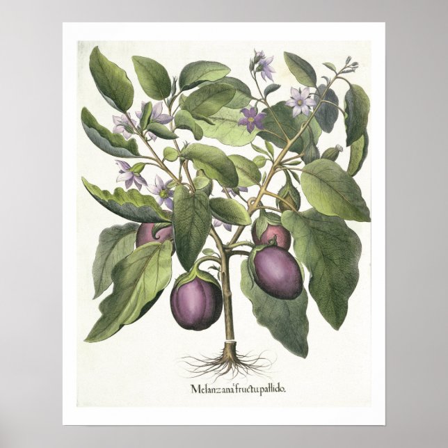 Affiche Aubergine : Melanzana fructu pallido, from the 'Ho (Devant)