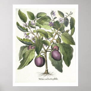 Affiche Aubergine : Pallido de fructu de Melanzana, du