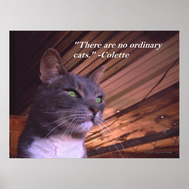 Affiche Aucun chat ordinaire (Devant)