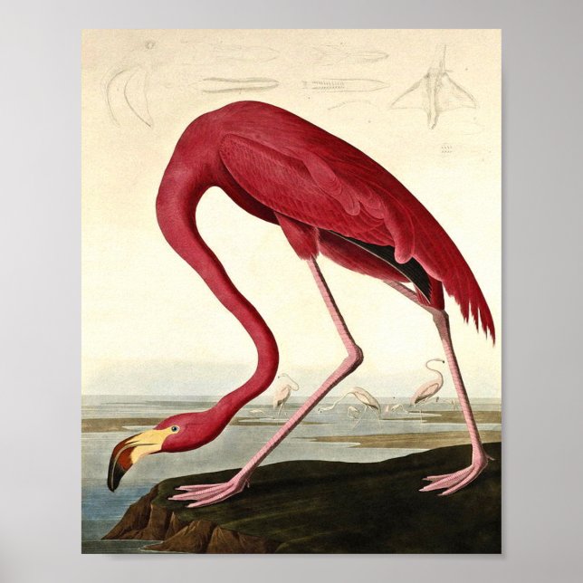 Affiche Audubon American Flamme John James Audubon (Devant)
