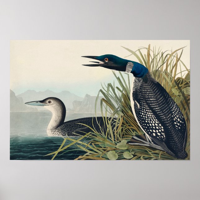 Affiche Audubon Bird Loon Diver Classique (Devant)