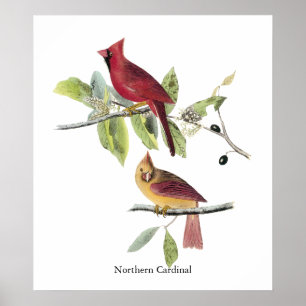 Affiche Audubon Cardinal du Nord