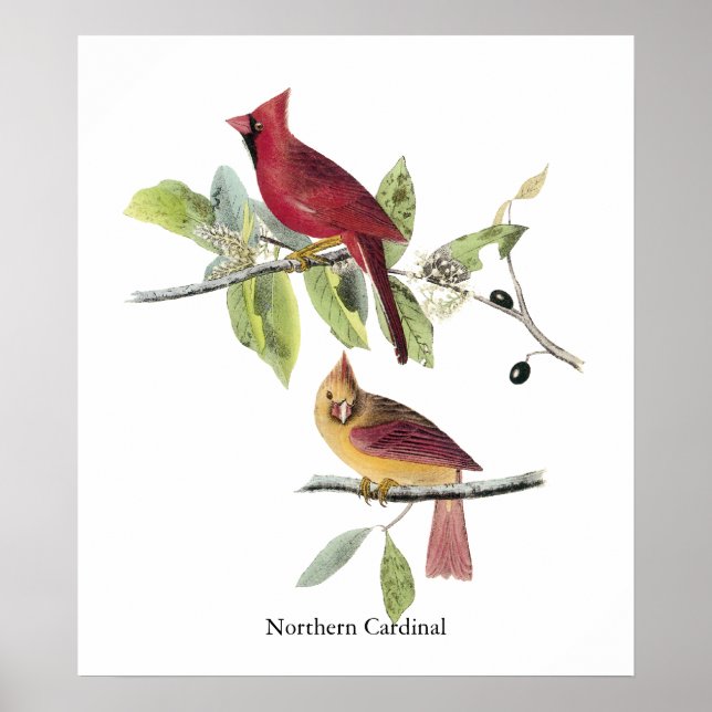 Affiche Audubon Cardinal du Nord (Devant)