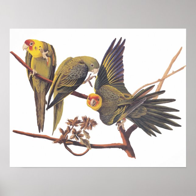 Affiche Audubon Carolina Parakeet Trio (Devant)