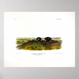 Affiche Audubon (Condylura Cristata)