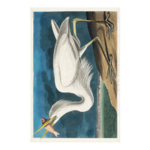 Audubon Grand héron blanc