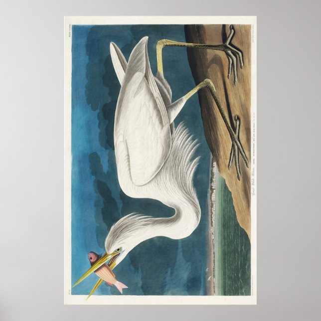 Affiche Audubon Grand héron blanc (Devant)