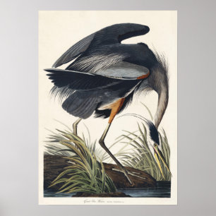 Affiche Audubon Great Blue Heron Wetland Majesty