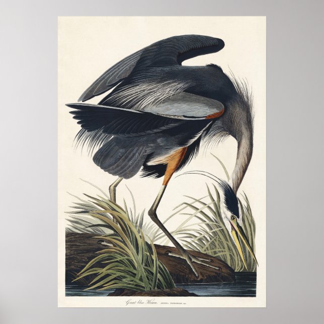 Affiche Audubon Great Blue Heron Wetland Majesty (Devant)