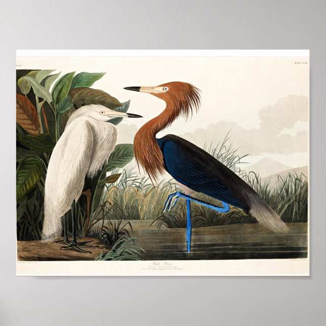 Affiche Audubon - Heron pourpre (Devant)