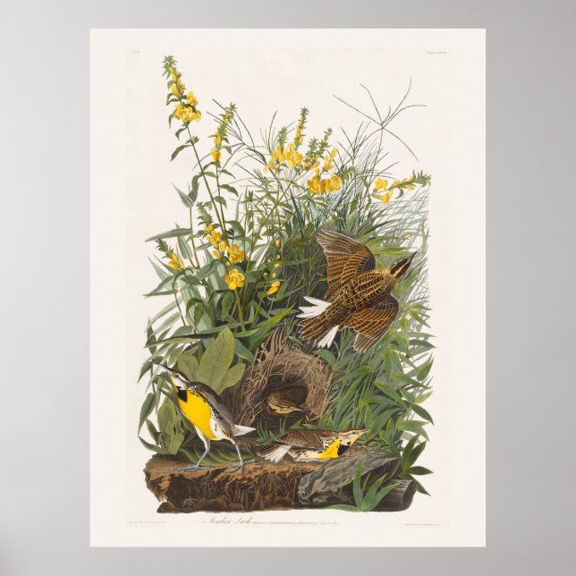 Affiche Audubon Meadowlark Botank Imprimer (Devant)