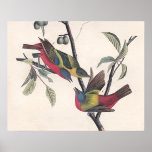 Affiche Audubon Peint Bunting Bird Wildlife