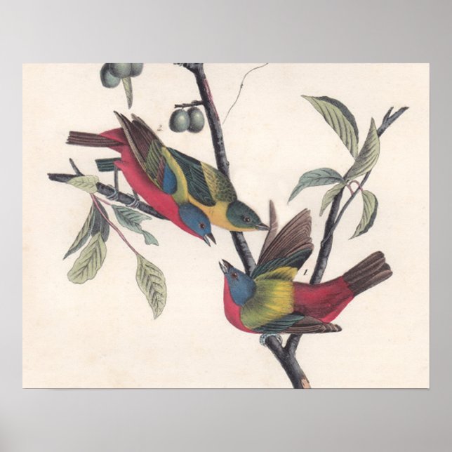 Affiche Audubon Peint Bunting Bird Wildlife (Devant)