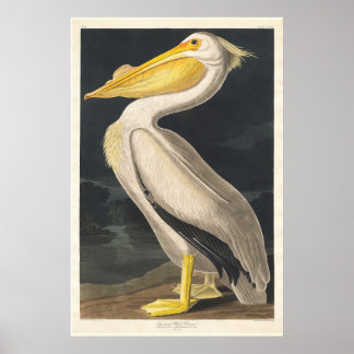Affiche Audubon Pelican