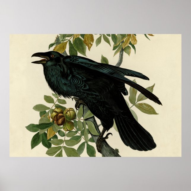 Affiche Audubon Raven Oiseau classique (Devant)