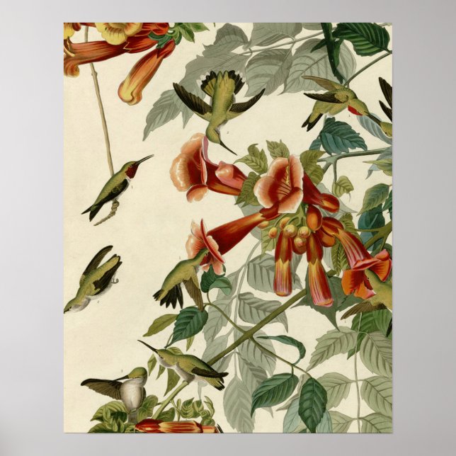 Affiche Audubon Throsé de colibri (Devant)