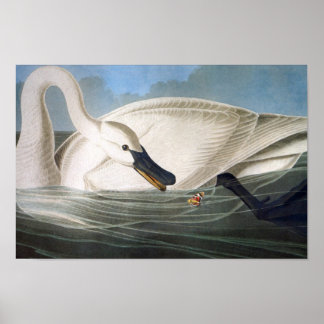 Affiche Audubon Trumpeter Swan Print