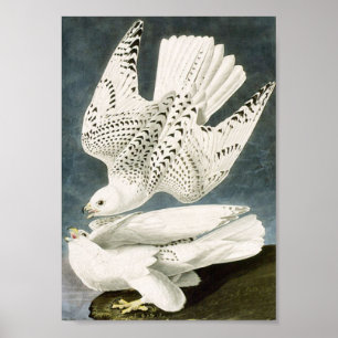 Affiche Audubon White Gyrfalcon White Bird