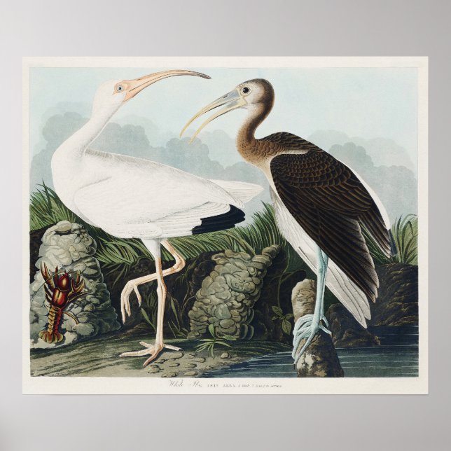 Affiche Audubon White lbis Bird Wildlife Painting (Devant)