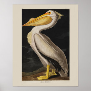 Affiche Audubon White Pelican Bird Vintage Print