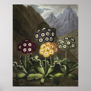 Affiche Auricules de Dr. John Robert Thornton's