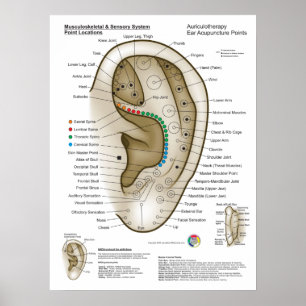 Affiche Auriculothérapie Acupuncture de l'oreille