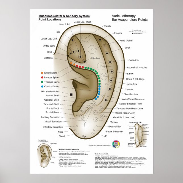 Affiche Auriculothérapie Acupuncture de l'oreille (Devant)