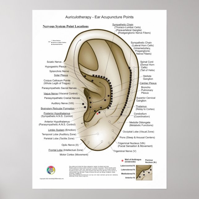 Affiche Auriculothérapie Acupuncture de l'oreille (Devant)