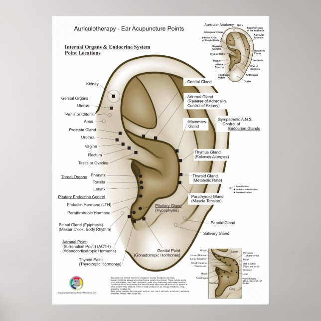 Affiche Auriculothérapie Acupuncture de l'oreille (Devant)