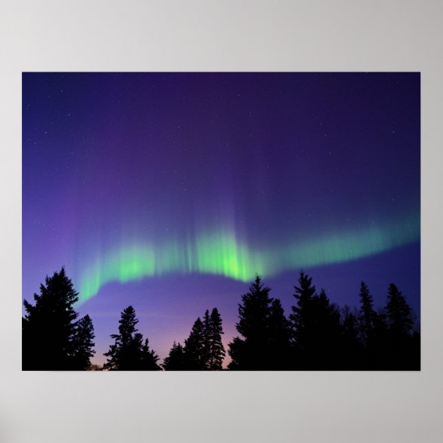 Affiche Aurore Boréale & Arbres | Manitoba, Canada (Devant)