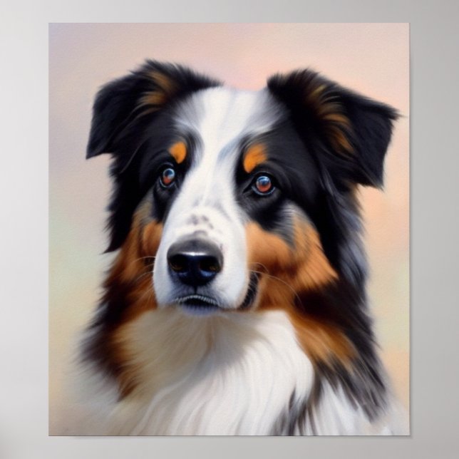 Affiche Australian Shepherd (Devant)