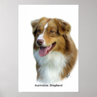 Australian Shepherd 9K4D-16