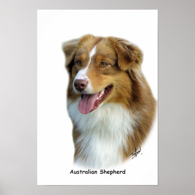 Affiche Australian Shepherd 9K4D-16 (Devant)