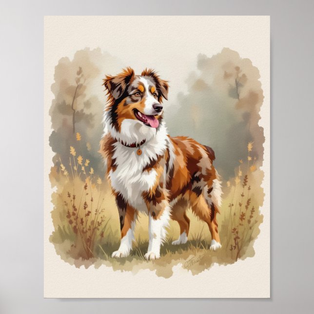 Affiche Australian Shepherd Dog Red Merle Aussie (Devant)
