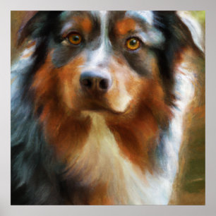 Affiche Australian Shepherd - Portrait de chien