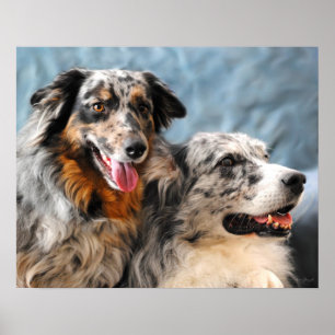 Affiche Australian Shepherd Portrait Fine Art Print