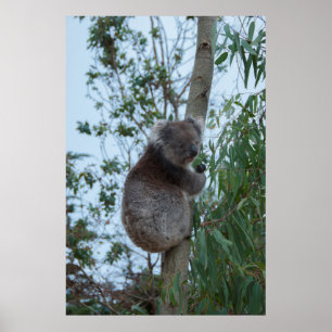 Affiche Australie Kangaroo Island Koala dans un arbre