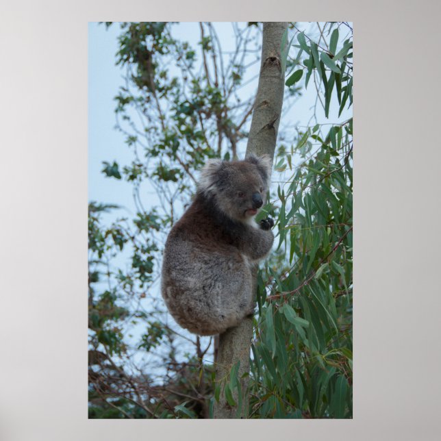 Affiche Australie Kangaroo Island Koala dans un arbre (Devant)