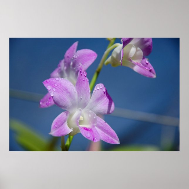 Affiche Australie, Territoire du Nord, Darwin (Devant)