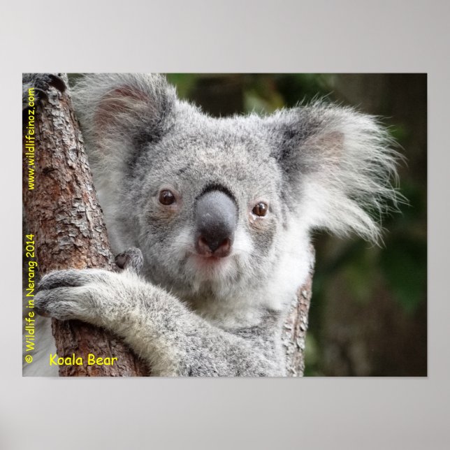 Affiche Australien Koala (Devant)