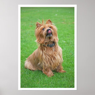 Affiche Australien Terrier Licking Nose