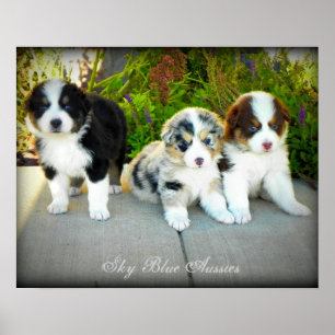 Affiche australienne de chiots de berger