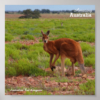 Affiche australienne Red Kangaroo