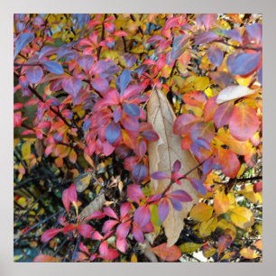 Affiche automne coloré